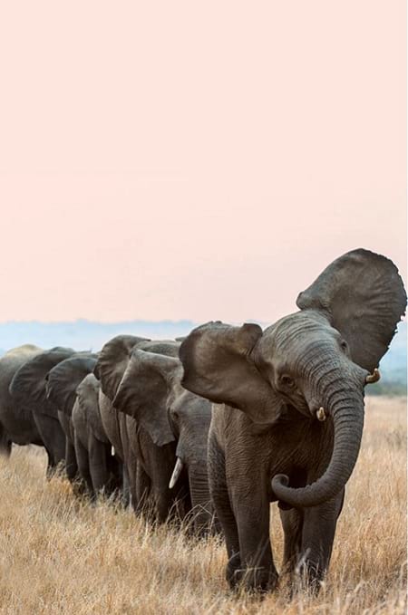 عکاسی حیات وحش - گله فیل ها 